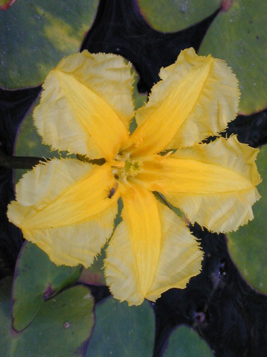 Nymphoides peltata, Seekanne, Teichkanne