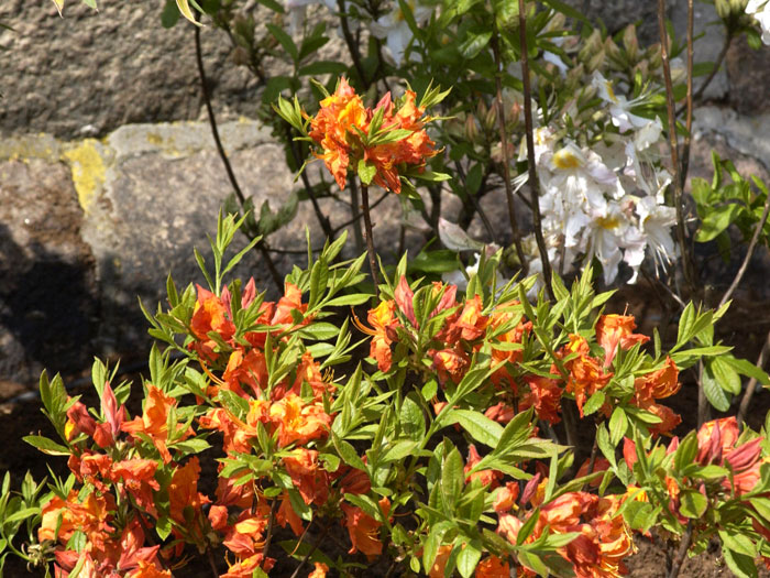 Rhododendron luteum 'Coccinea Speciosa', Sommergrüne japanische Gartenazalee