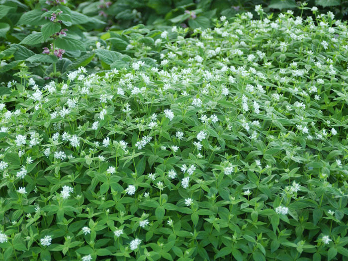 Asperula taurina, Großer Waldmeister