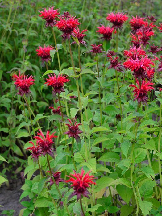 Monarda fistulosa 'Gardenview Red', Indianernessel