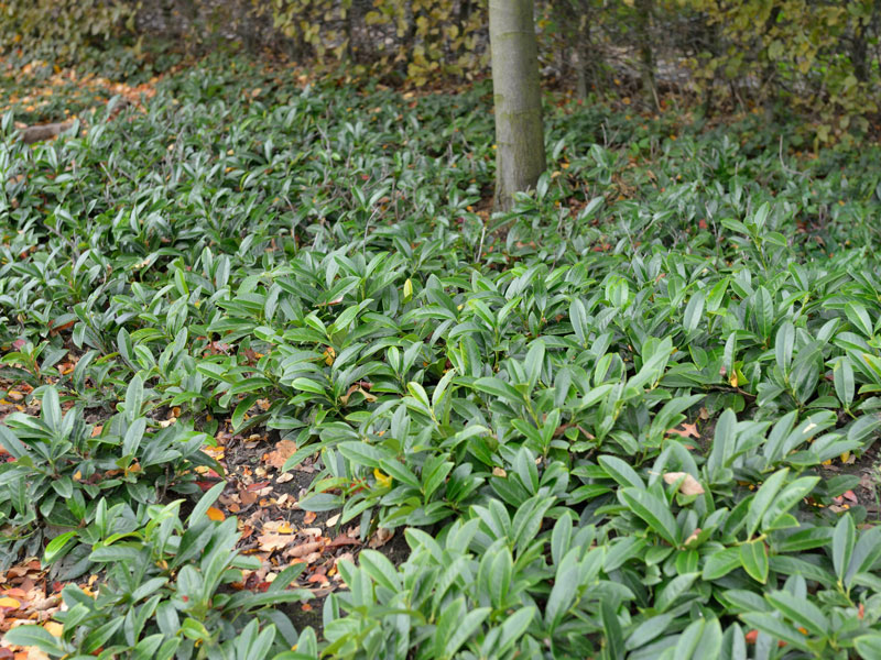 Prunus laurocerasus 'Mount Vernon', Bodendecker-Kirschlorbeer