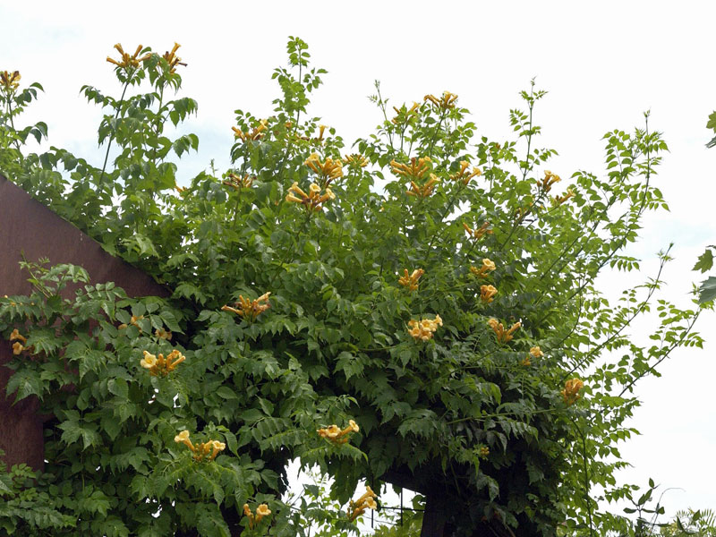 Campsis radicans 'Flava', Trompetenblume