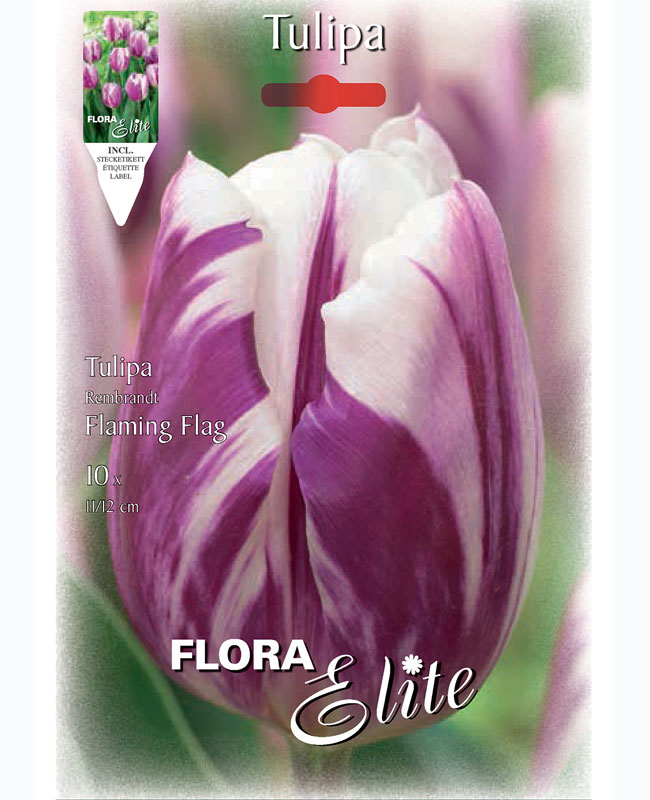 Triumph-Tulpe 'Flaming Flag' (Art.Nr. 5952050)