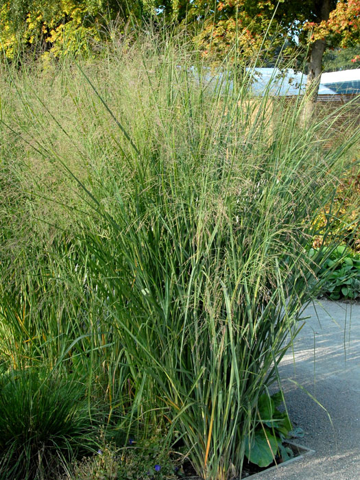 Panicum virgatum 'Cloud Nine', Riesen Ruten-Hirse, Zier-Hirse