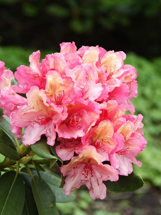 Rhododendron 'Brasilia' INKARHO®