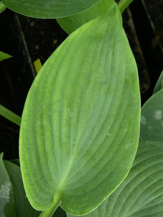 Hosta sieboldiana 'Elegans', Blaublatt-Funkie, Herzblatt-Lilie