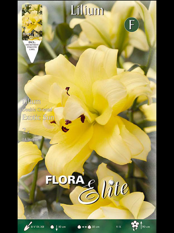 Orientalische Lilien-Hybride 'Exotic Sun', Lilium (Art.Nr. 521736)