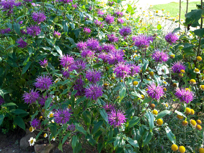 Monarda fistulosa 'Prärienacht' (M), Indianernessel