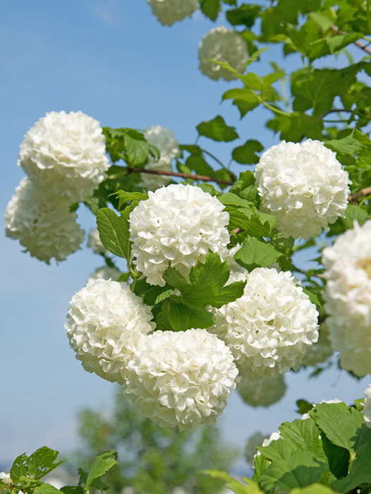 Viburnum opulus Roseum Ast