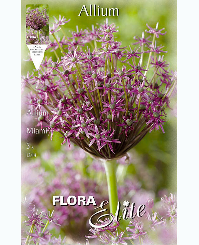 Allium 'Miami' (Art.Nr. 5963190)