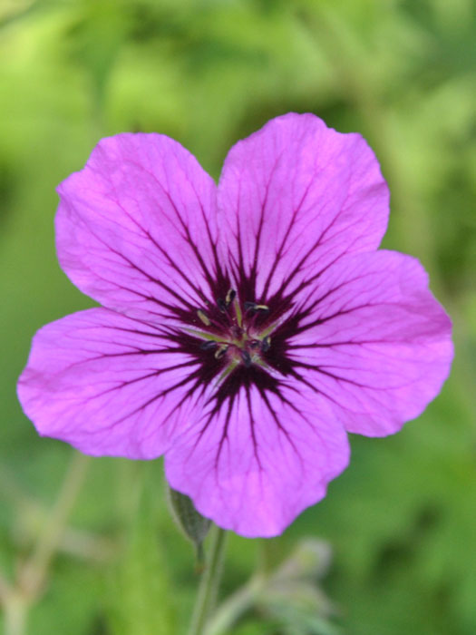 Geranium psilostemon 'Patricia', Armenischer Storchschnabel