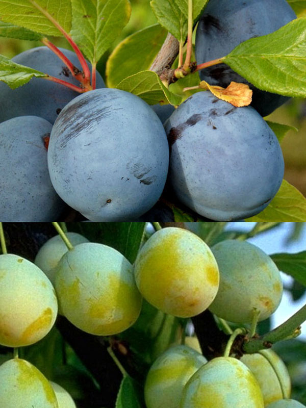 Duo-Baum - Hauszwetsche und Nancy Mirabelle