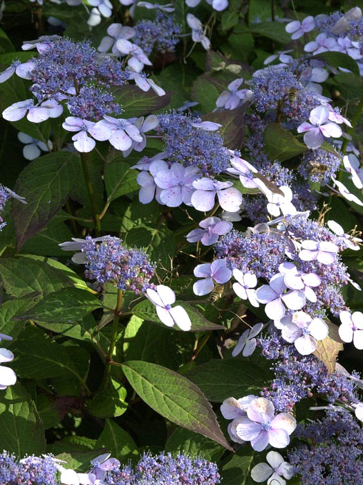 Teller-Hortensie Bluebird