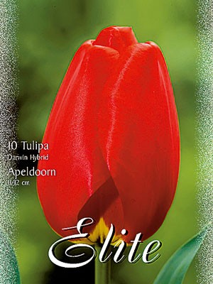 Darwin-Hybrid-Tulpe 'Apeldoorn' (Art.Nr. 595290)