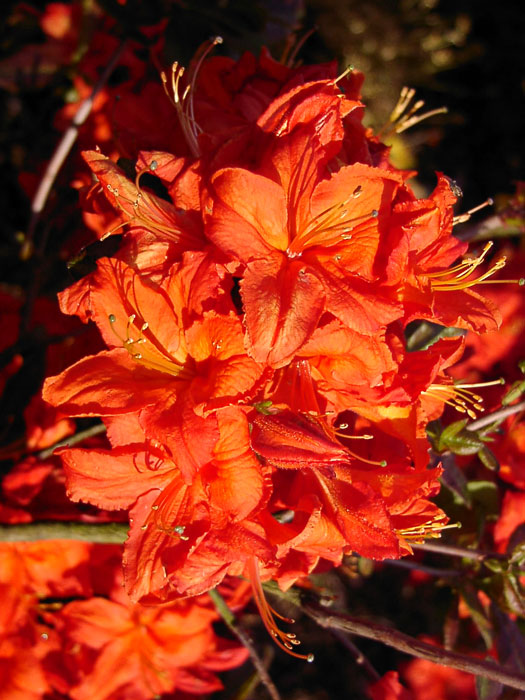 Rhododendron luteum 'Fireball', sommergrüne japanische Gartenazalee