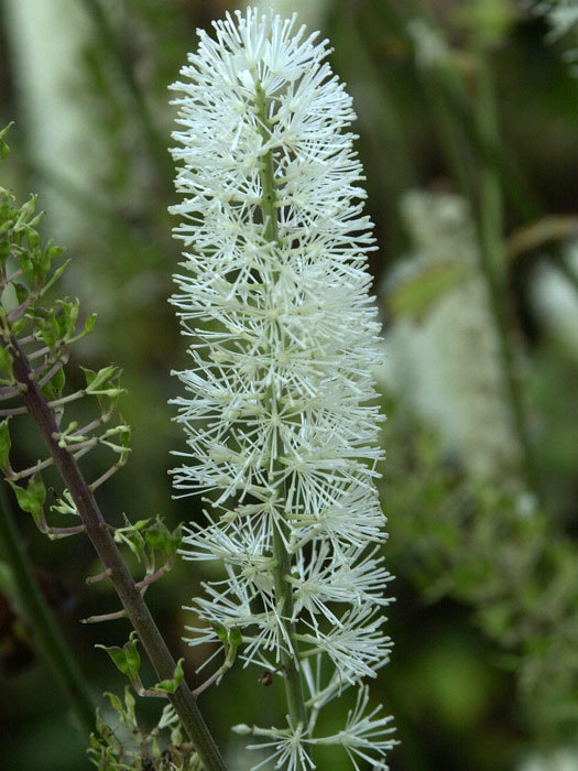 Actaea simplex 'White Pearl', Oktober-Silberkerze, Armleuchter-Silberkerze