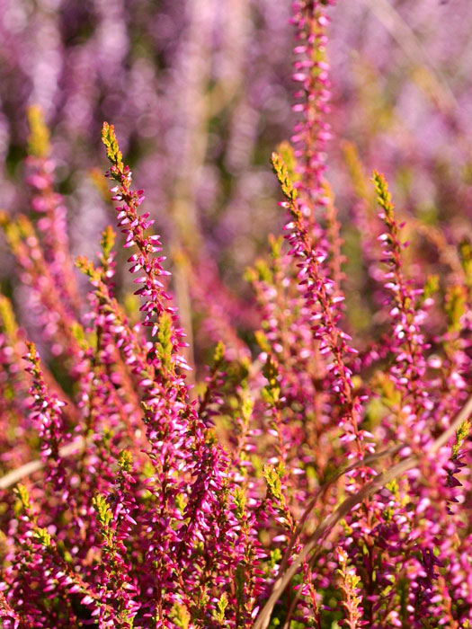 Reiche Blüte der Knospenheide 'Bonita'