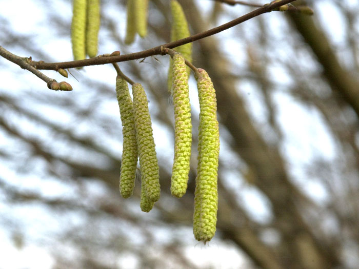 Corylus avellana, Haselnuss, Waldhasel