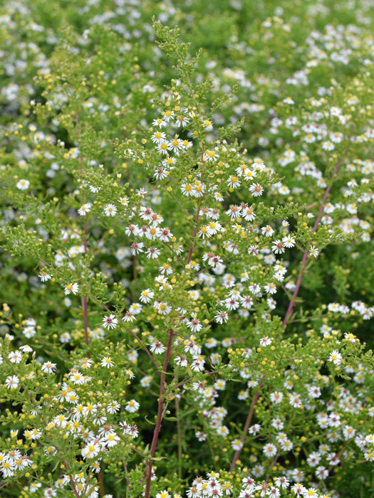 Aster ericoides 'Schneetanne', Myrtenaster, Garten-Erika-Aster