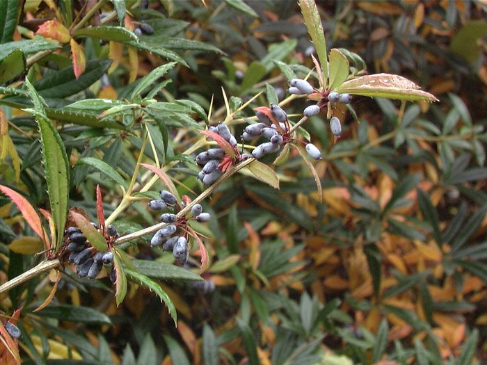 Berberis julianae, Immergrüne großblättrige Berberitze