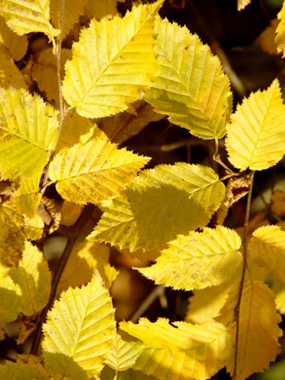 Hainbuchen Blatt mit Herbstfärbung