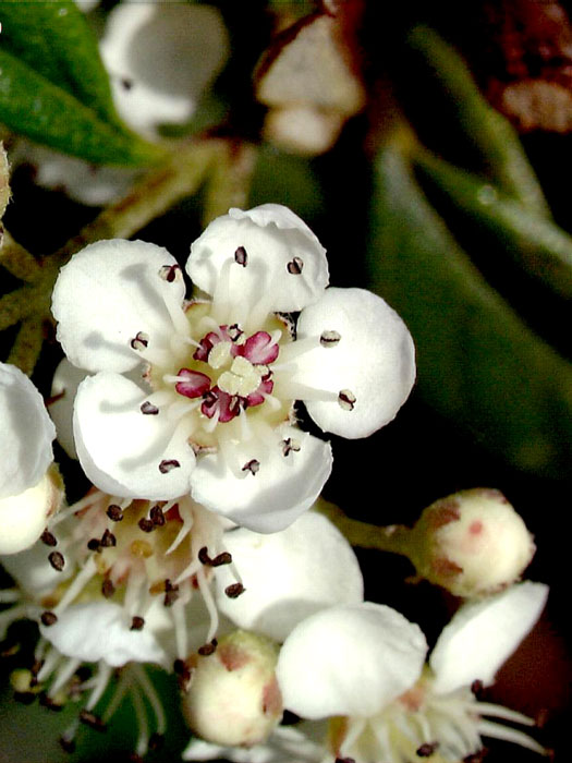 Blüte der Teppichmispel