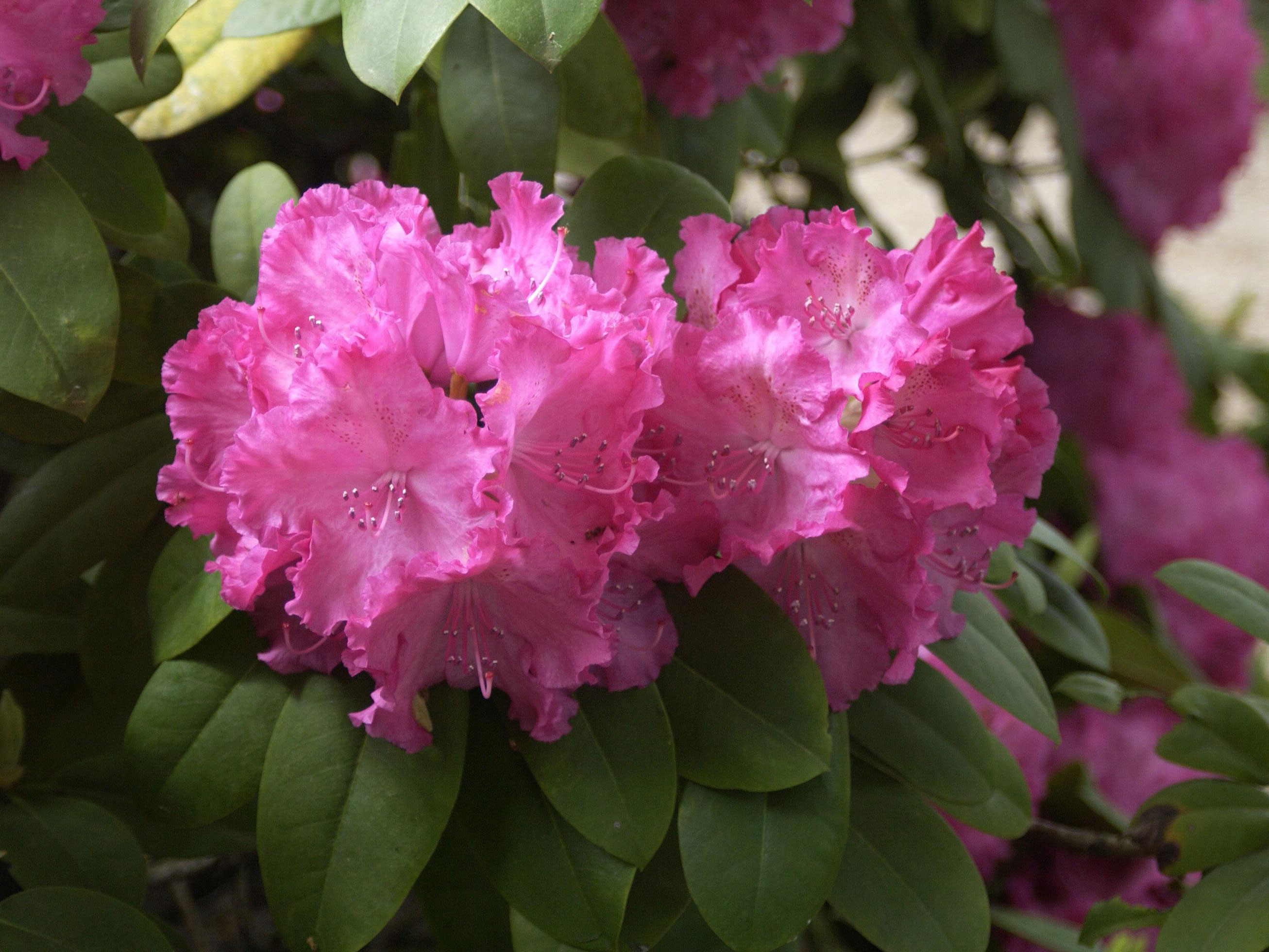 Rhododendron 'Germania'