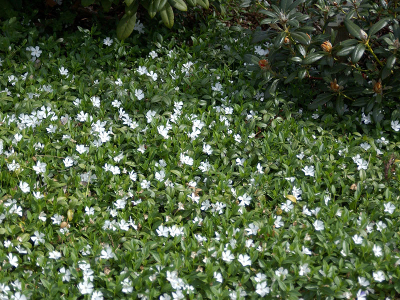 Vinca minor alba, Weißes Immergrün