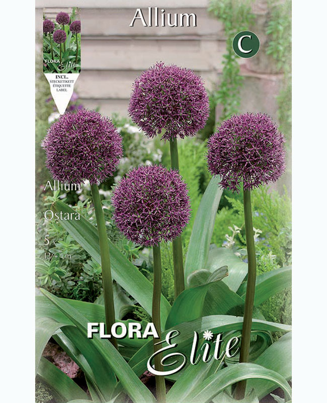 Allium 'Ostara' (Art.Nr. 5963300)