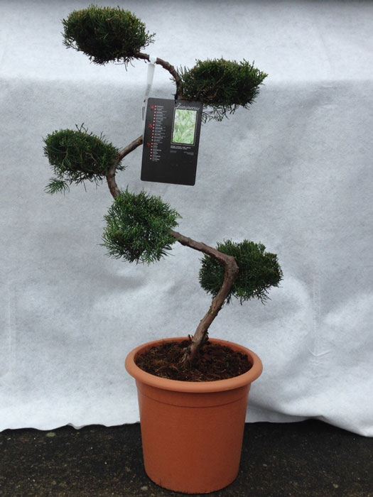 Juniperus virginiana 'Grey Owl', XXL-Produkt