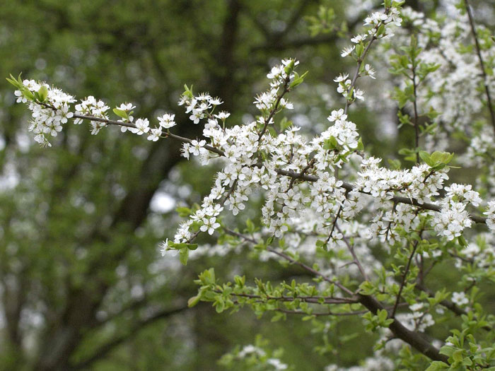 Prunus spinosa, Schwarzdorn, Schlehe