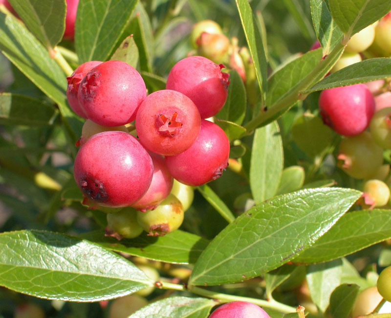 Vaccinium corymbosum 'Pink Lemonade', Pinkfarbene Heidelbeere