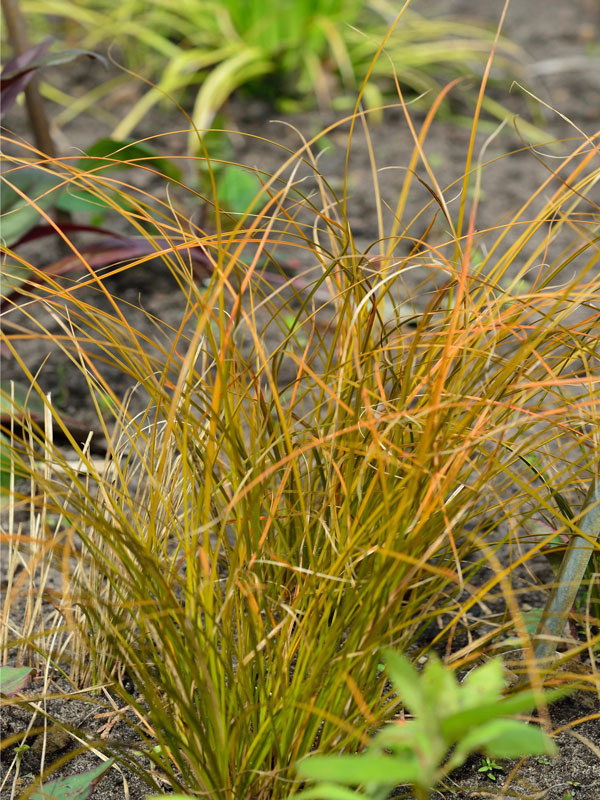 Carex testacea 'Prairie Fire', Rote Garten-Segge