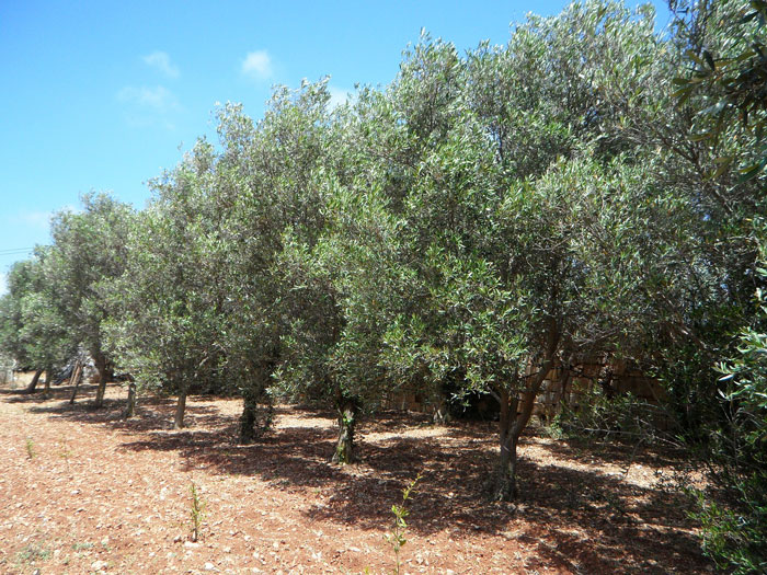 Olea europaea, Oliven-Stämmchen