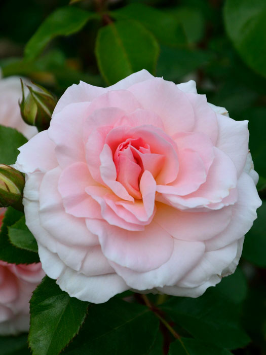 Blüte der Rose Bremer Stadtmusikanten