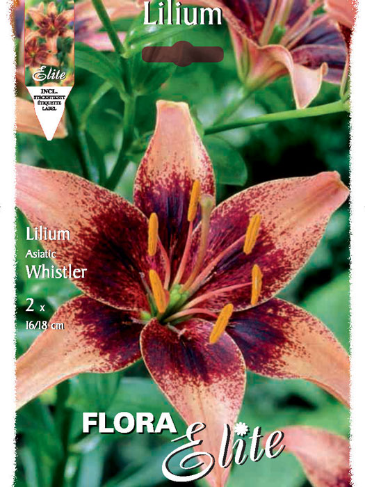 Asiatische Lilien-Hybride 'Whistler', Lilium (Art.Nr. 521687)