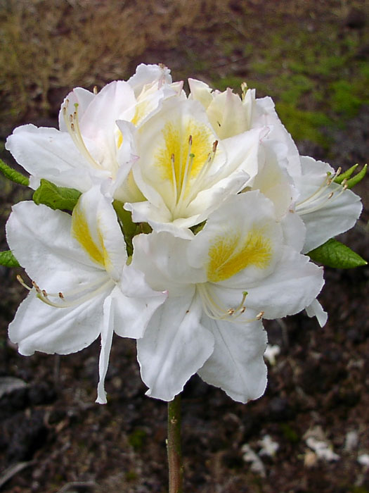 Rhododendron luteum 'Persil', sommergrüne japanische Gartenazalee