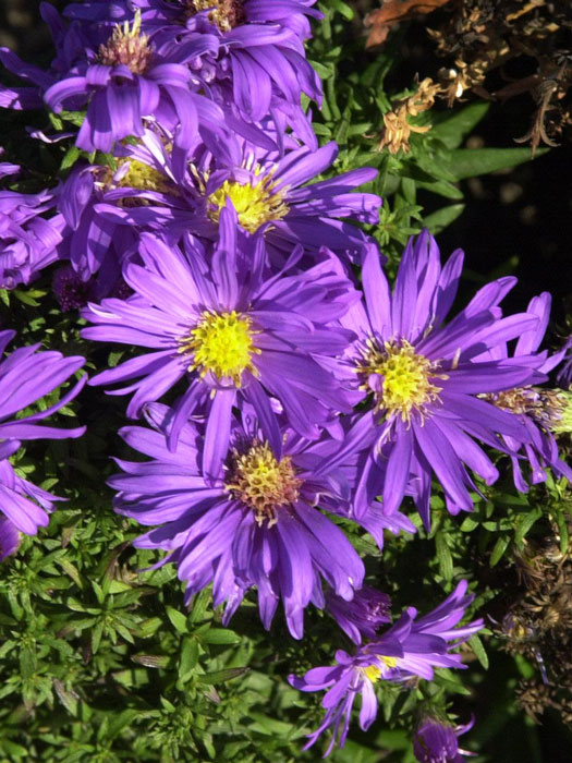 Aster dumosus 'Augenweide', violette Kissen-Aster, Herbst-Aster