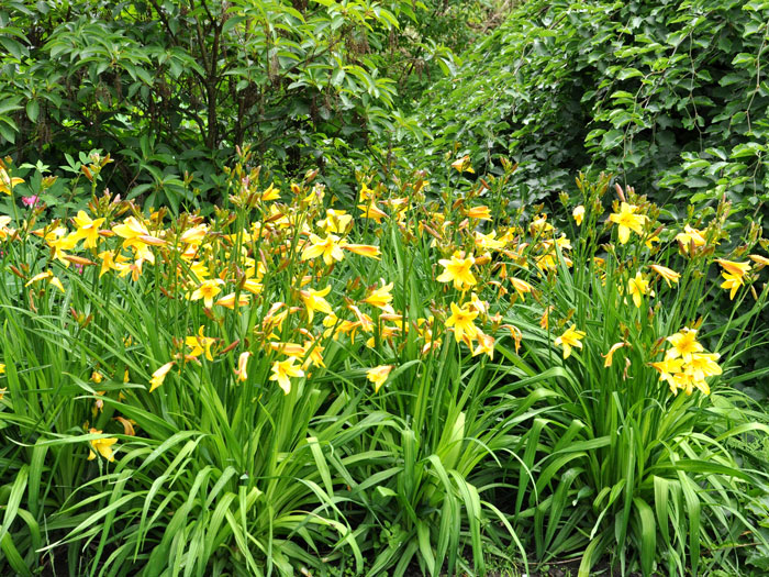 Hemerocallis middendorffii, Middendorffs Taglilie