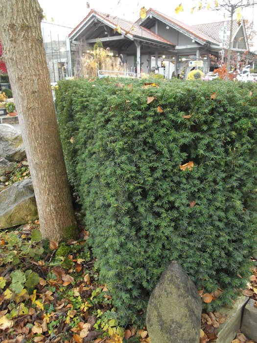 Hecke mit der Bechereibe Hillii