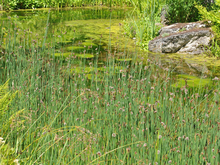 Scirpus lacustris, Teichsimse