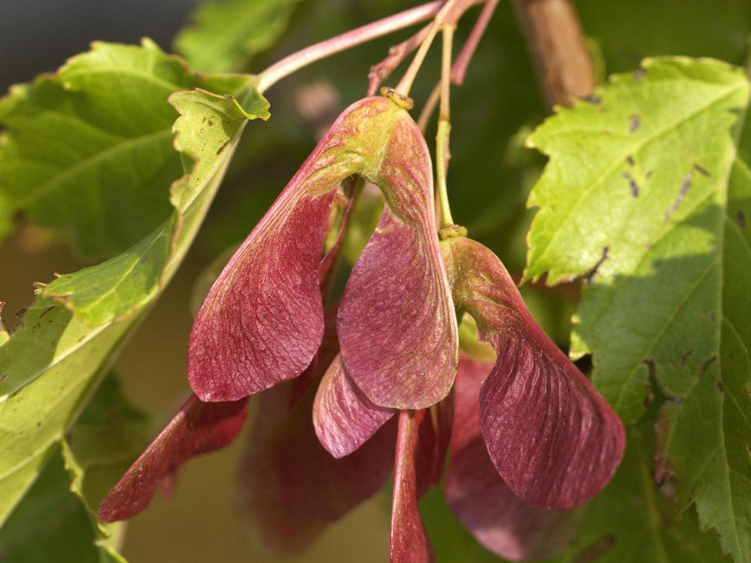 Acer ginnala (syn. tatarica), Feuerahorn