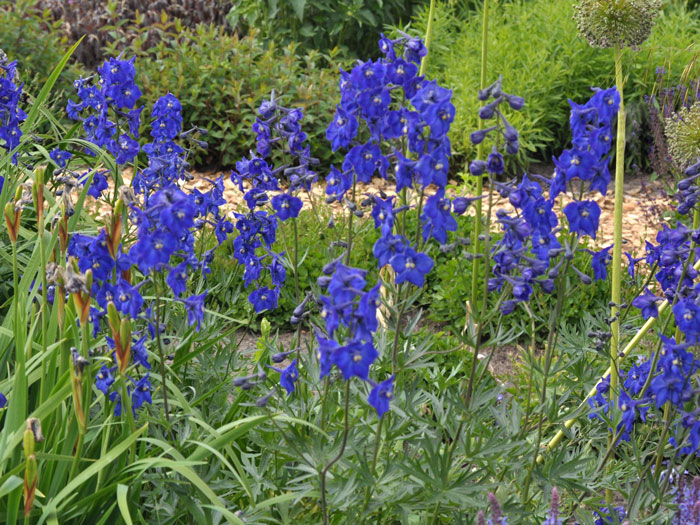 Delphinium belladonna 'Atlantis', Rittersporn, verzweigter Gartenrittersporn