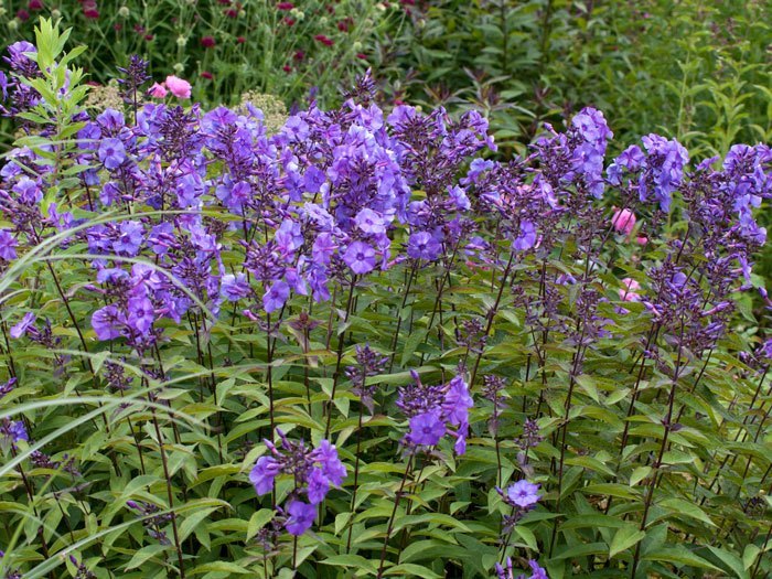 Phlox paniculata 'Blue Paradise', Flammenblume, Sommerphlox