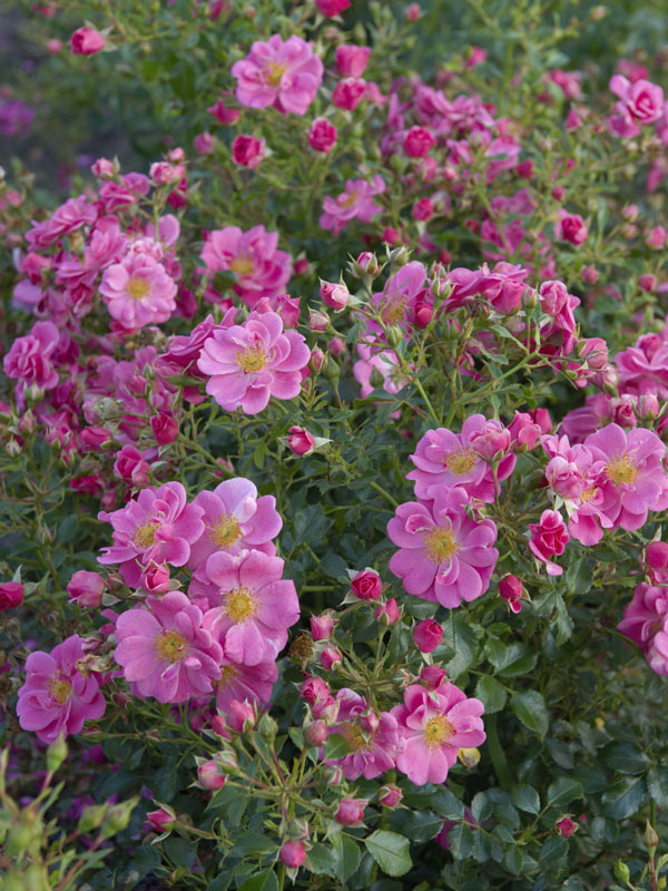 Bodendeckerrose 'Bienenweide-Rosa' ® - Tantau