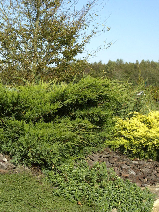 Grüner Strauchwacholder Mint Julep