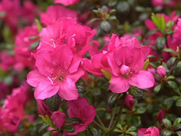 Rhododendron obtusum 'Canzonetta'