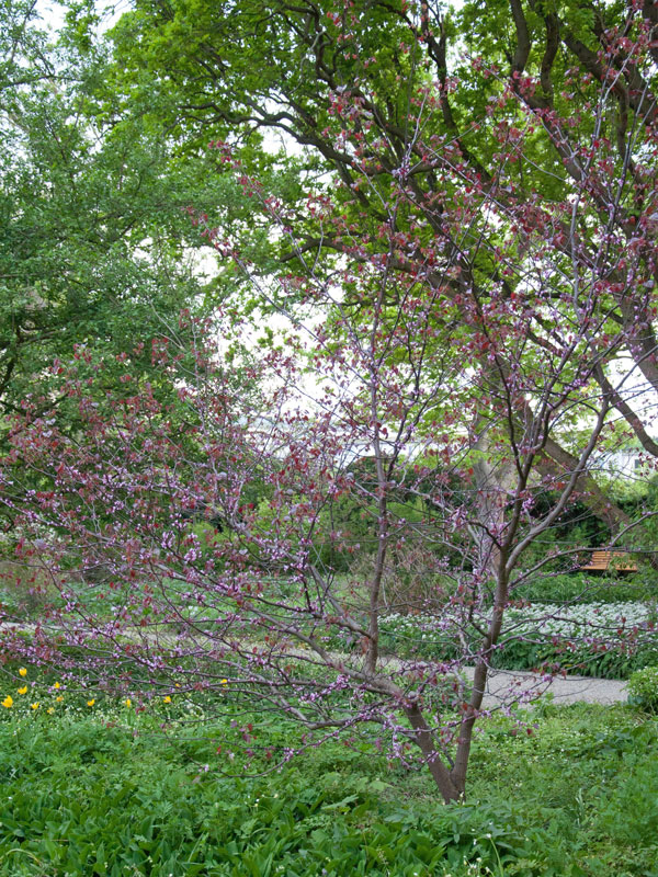 Cercis canadensis 'Forest Pansy', Judasbaum