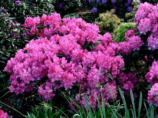 Rhododendron 'Anastasia'