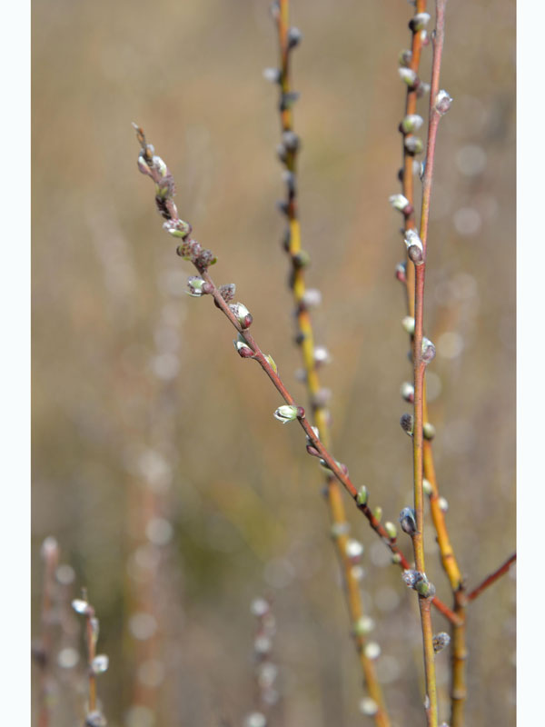 Salix rosmarinifolia, Rosmarinweide